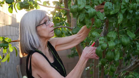 A middle aged woman clipping branches and pruning a pear fruit tree in her orchard garden at sunset