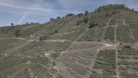 Aerial-Footage-Of-The-Traditional-Vineyards-On-A-Hill-At-Sil-Canyon,-Spain