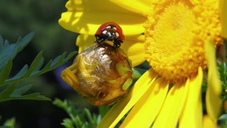 Roter-Und-Weißer-Marienkäfer-Schnappt-Nahrung-In-Der-Luft-Von-Leuchtend-Gelben-Blütenknospen,-Nahaufnahme-Und-Zeitlupe