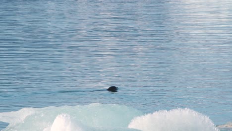 Seal-swimming-in-arctic-sea-waters-with-floating-icebergs,-Iceland