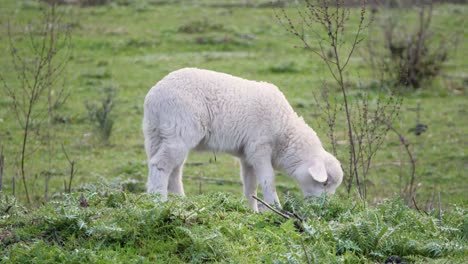 slow motion shot of cute little white lamb grazing in sardinia, italy