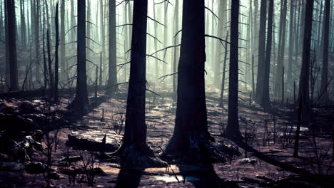 burnt forest