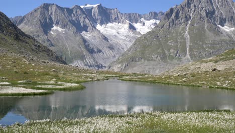 picos nevados alpinos de alta montaña y un arroyo alpino limpio y cristalino rodeado de plantas y rocas alpinas