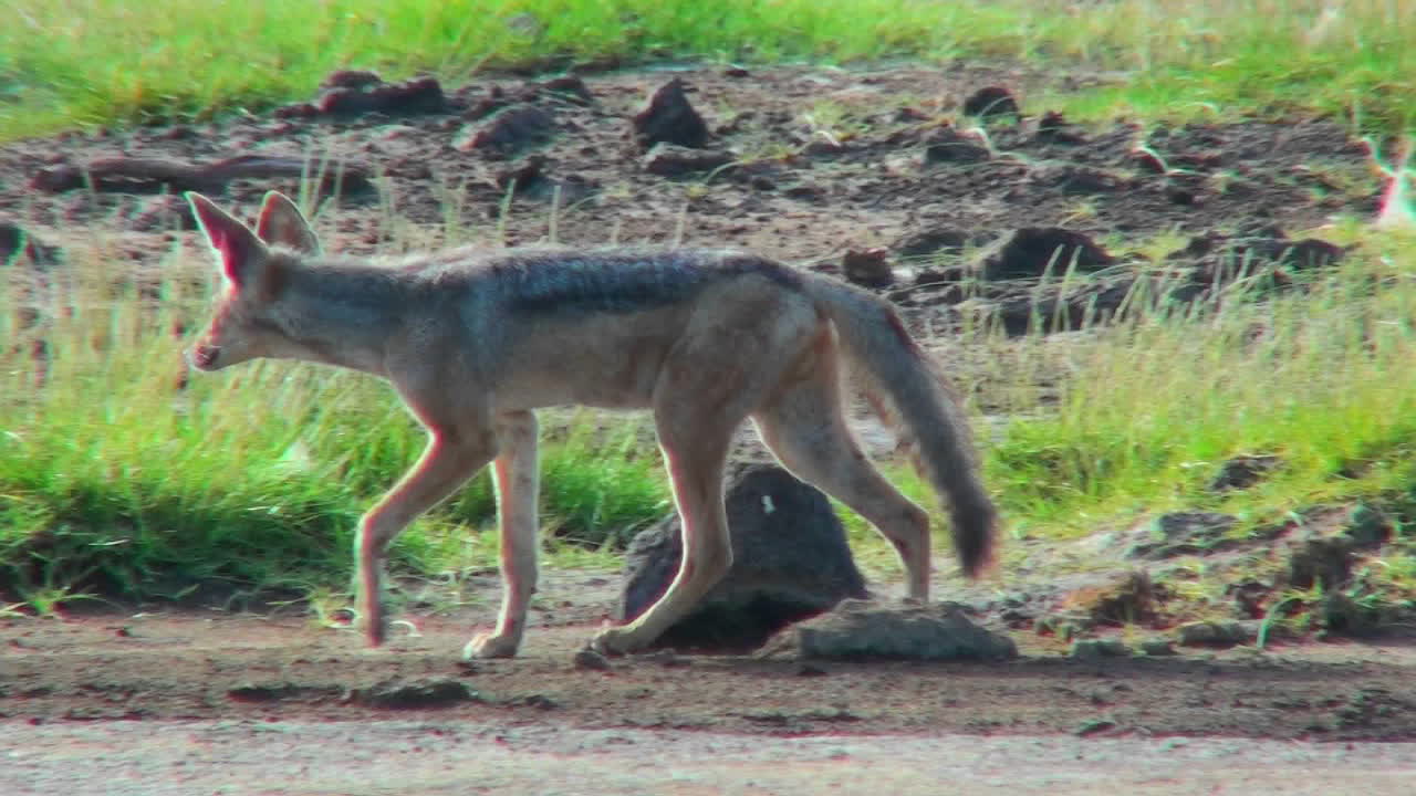un chacal camina por las llanuras de áfrica