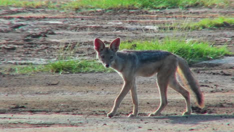 Un-Chacal-Camina-Por-Las-Llanuras-De-Africa