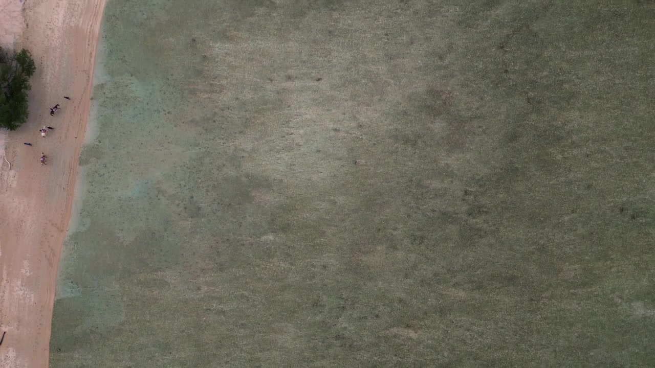 people riding horses along sandy beach shoreline in clear tropical water, enjoying leisure and relaxation. Smooth aerial view overflight flyover drone camera pointing down