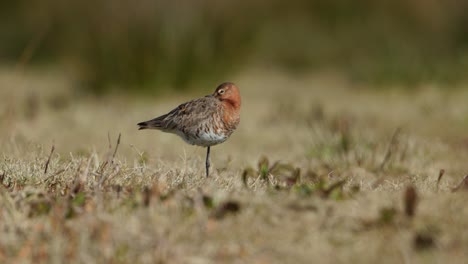 red knot in a grassy field