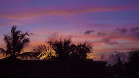 panning shot palm trees silhouette against idyllic sunset sky colors - natural environment