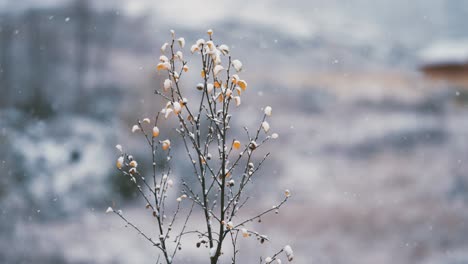 the light first snow slowly falls on the delicate birch tree branches