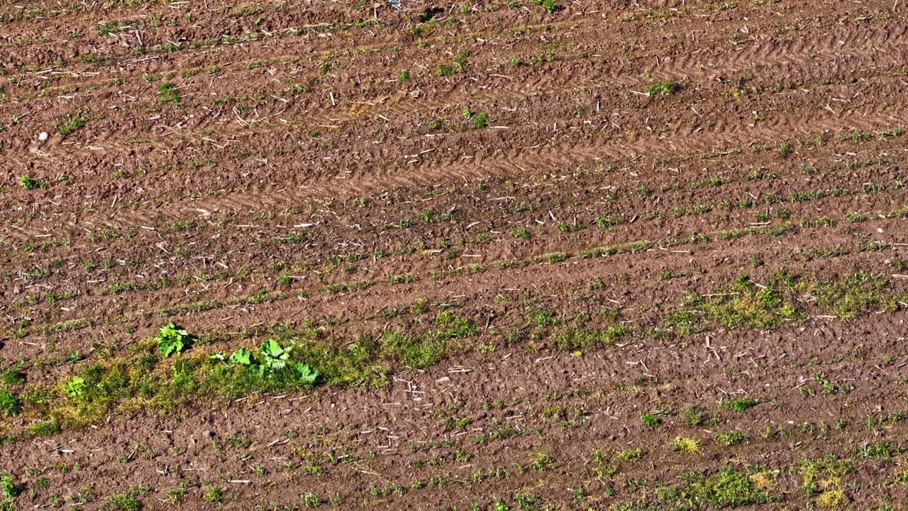 Drone spooks large bird flying across mowed grass and exposed soil in open farmland area