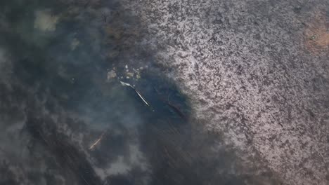 aerial view of spawning chinook salmon swimming side by side in shallow stream, performing mating movements in clear water