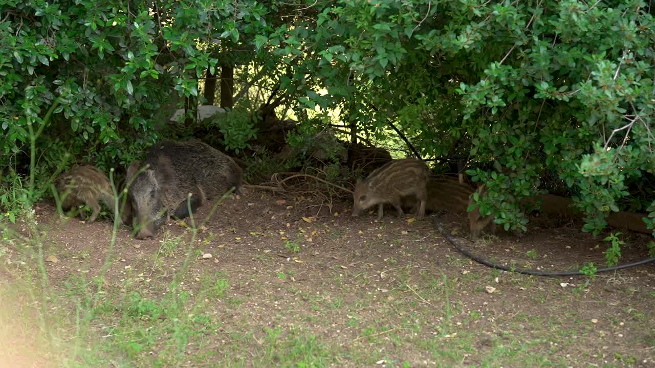 하이파 (이스라엘) 의 정원에서 야생 돼지 가족