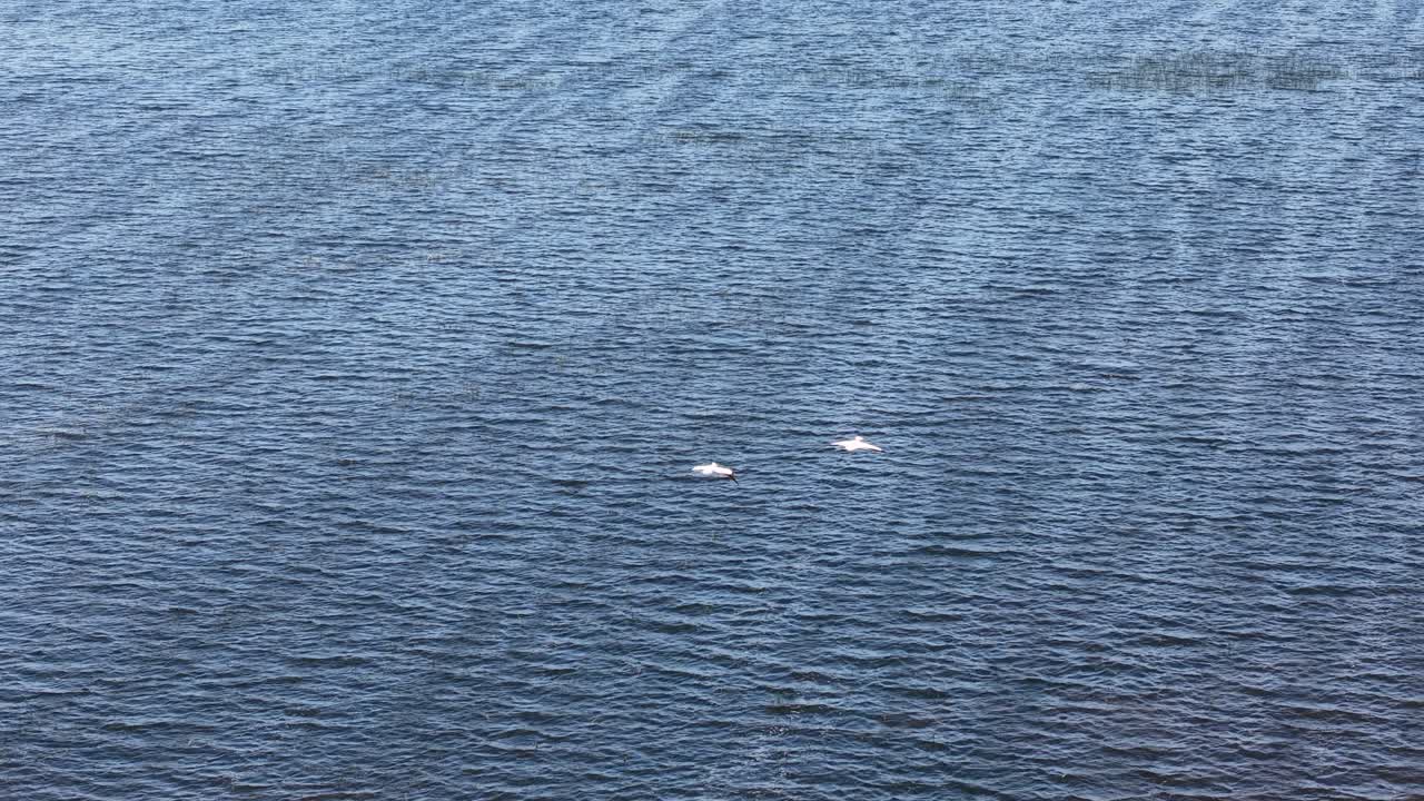 Aerial drone view of two white birds gliding over the deep blue waters of a large lake in Michigan’s Upper Peninsula