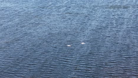 aerial drone view of two white birds gliding over the deep blue waters of a large lake in michigan’s upper peninsula