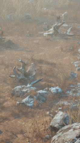 dry and barren landscape with dead trees and fog