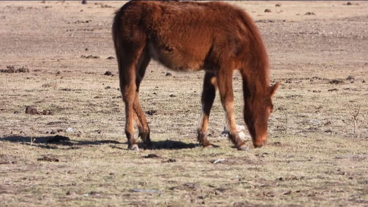 Close-up: Graceful horse peacefully grazing on lush green grass in this captivating stock footage