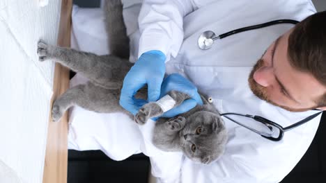 veterinarian treating a bandaged cat
