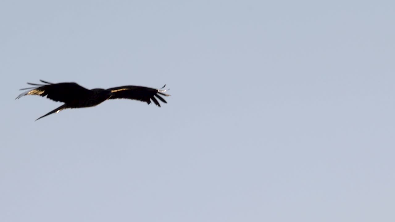 Una sagoma scura di un falco che plana con grazia contro uno sfondo di cielo blu luminoso e limpido.