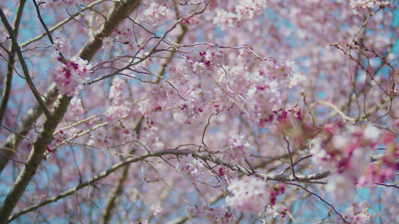 ramas abundantes de árboles de cerezas en flor con la luz del sol brillando a través