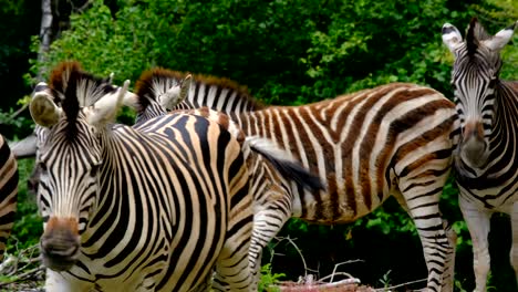 Zebras-are-walking-in-natural-environment,-moving-in-a-herd