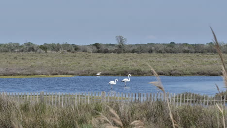 Estanque-De-Camargue-Con-Flamencos-Francia-Día-Soleado