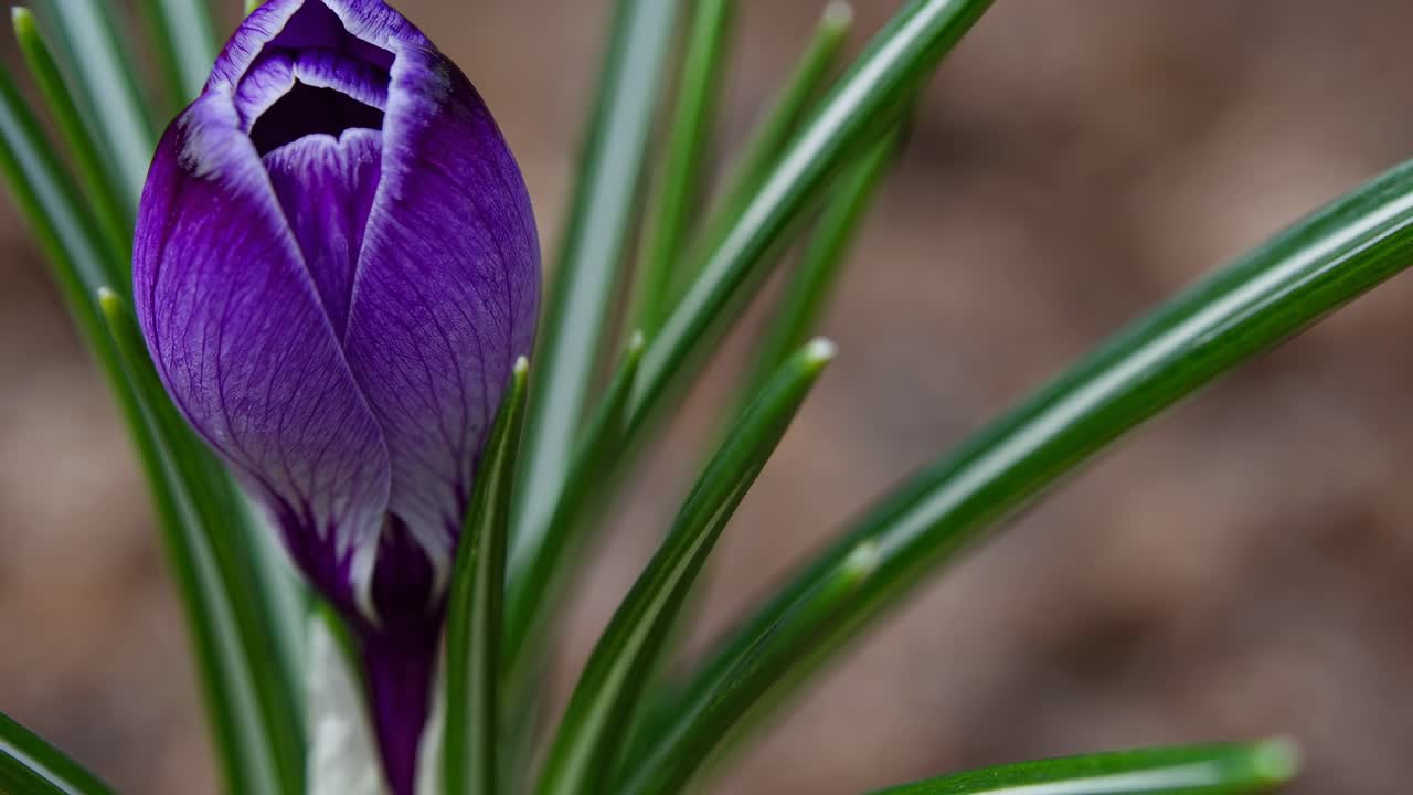Close-up video shot of a purple crocus bud surrounded by green leaves, captured from a low angle