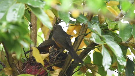 Ein-Paar-Rotbauchdrosseln-Füttert-Ihre-Küken-Im-Nest-Im-Regen