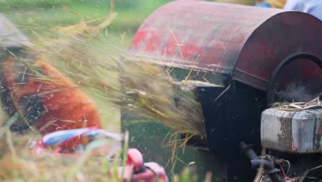 rice harvesting in vietnam: traditional methods and modern machinery