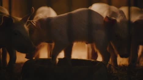 piglets in a farm stall