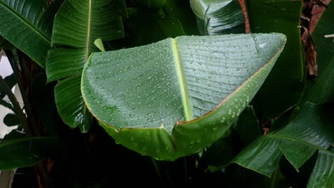 Planta-Tropical-Bajo-La-Lluvia,-Fl