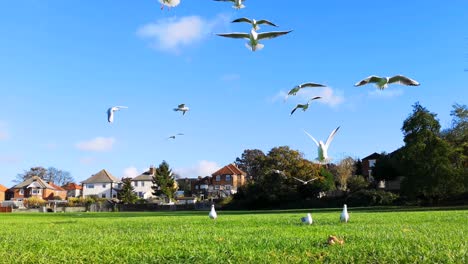 beautiful image of seagulls flying away on an empty field in southampton, uk