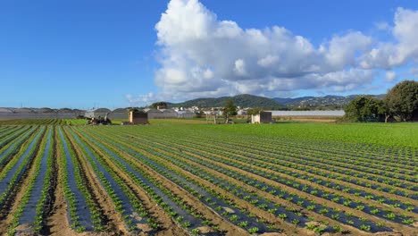 Hermosa-Gran-Plantación-De-Lechugas-En-Líneas-Diagonales-Protegidas-Con-Plástico-Negro.