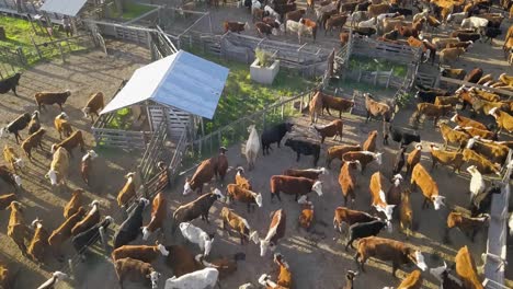 a bustling cattle farm with numerous cows at daytime, aerial view