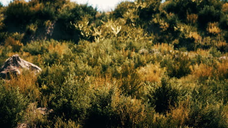 Beach-dunes-with-long-grass