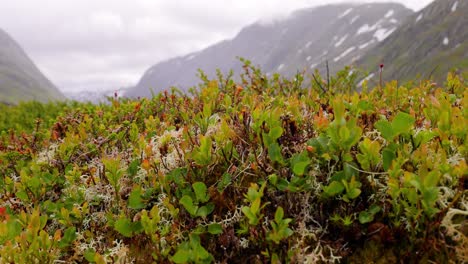 Tundra-Artica.-Hermosa-Naturaleza-Paisaje-Natural-De-Noruega.