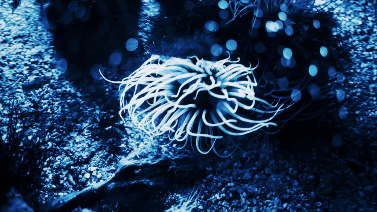 Close up of Sea anemones glowing in the dark