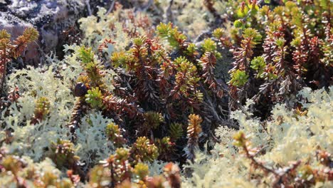 Arctic-Tundra-lichen-moss-close-up.-Found-primarily-in-areas-of-Arctic-Tundra,-alpine-tundra,-it-is-extremely-cold-hardy.-Cladonia-rangiferina,-also-known-as-reindeer-cup-lichen.