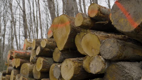 felled tree logs marked and stacked in woods for timber industry, slider shot