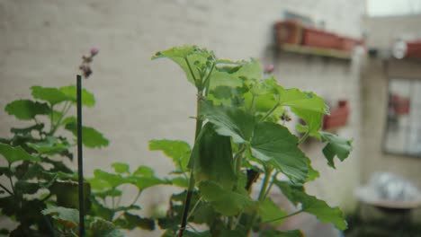 Close-up-of-plant-leaves-in-back-yard