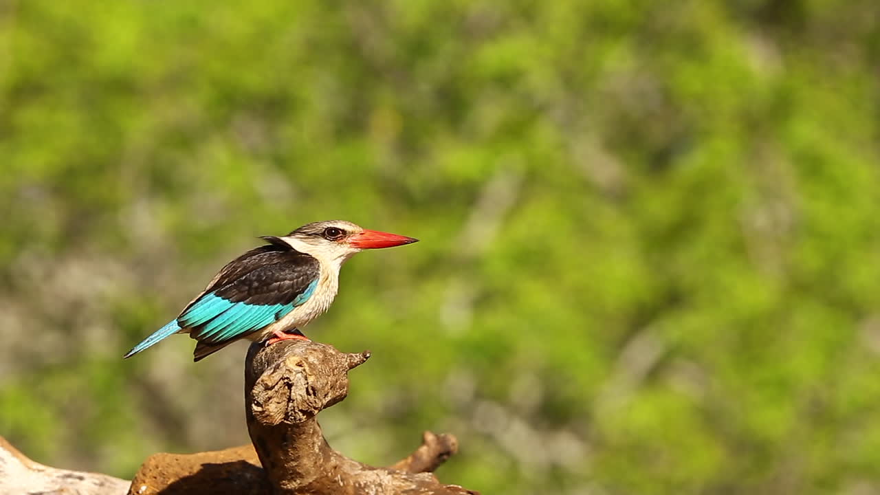 una vista desde un escondite fotográfico hundido de mkhombe en la reserva de caza privada de zimanga en un día de verano de pájaros alimentándose y bebiendo como este martín pescador encapuchado marrón