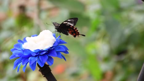 mariposa negra y naranja volando lejos de la flor rosa después de alimentarse