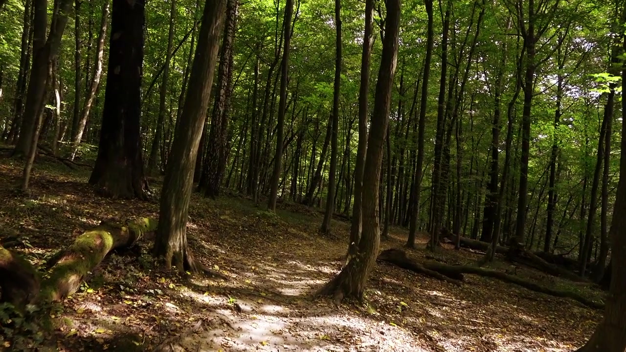 Il sentiero nel bosco