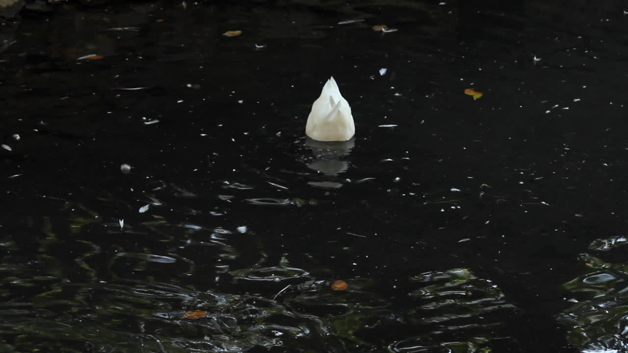 연못에 머리가 터지는 흰 깃털 오리