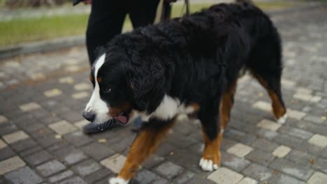 a man in a blue jacket walks a black and white purebred dog on the street after the rain