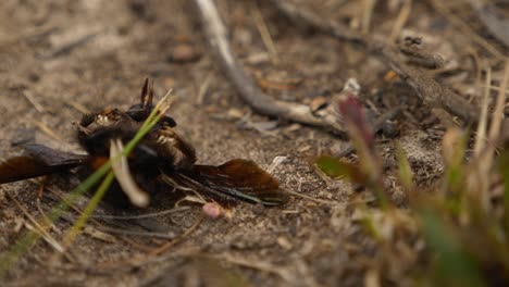 Slow-Motion-Pan-lower-left-of-dead-bee-grass-flicking-off-body