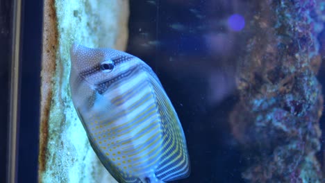 close-up of a striped tropical fish in an aquarium