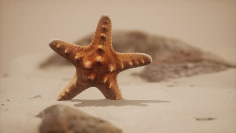 Estrella-De-Mar-Roja-En-La-Playa-Del-Océano-Con-Arena-Dorada