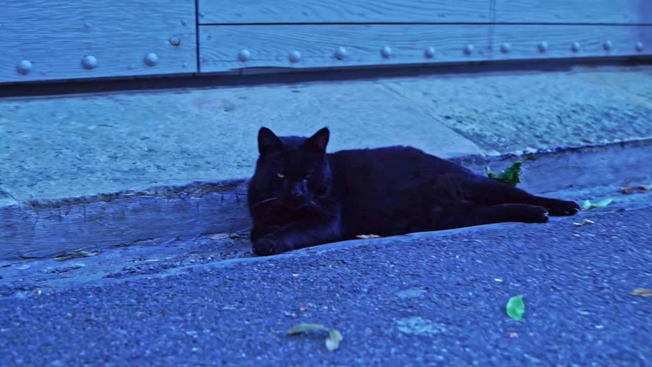 o gato preto está cansado no chão de pedra de uma pequena rua francesa.