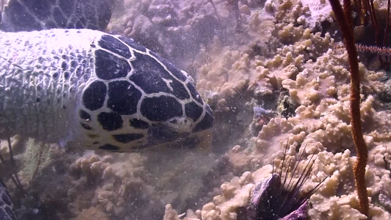 꼬따오의 대모거북