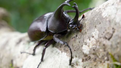 Macro-view-large-male-rhinoceros-beetle-on-branch,-horned-Hercules-beetle